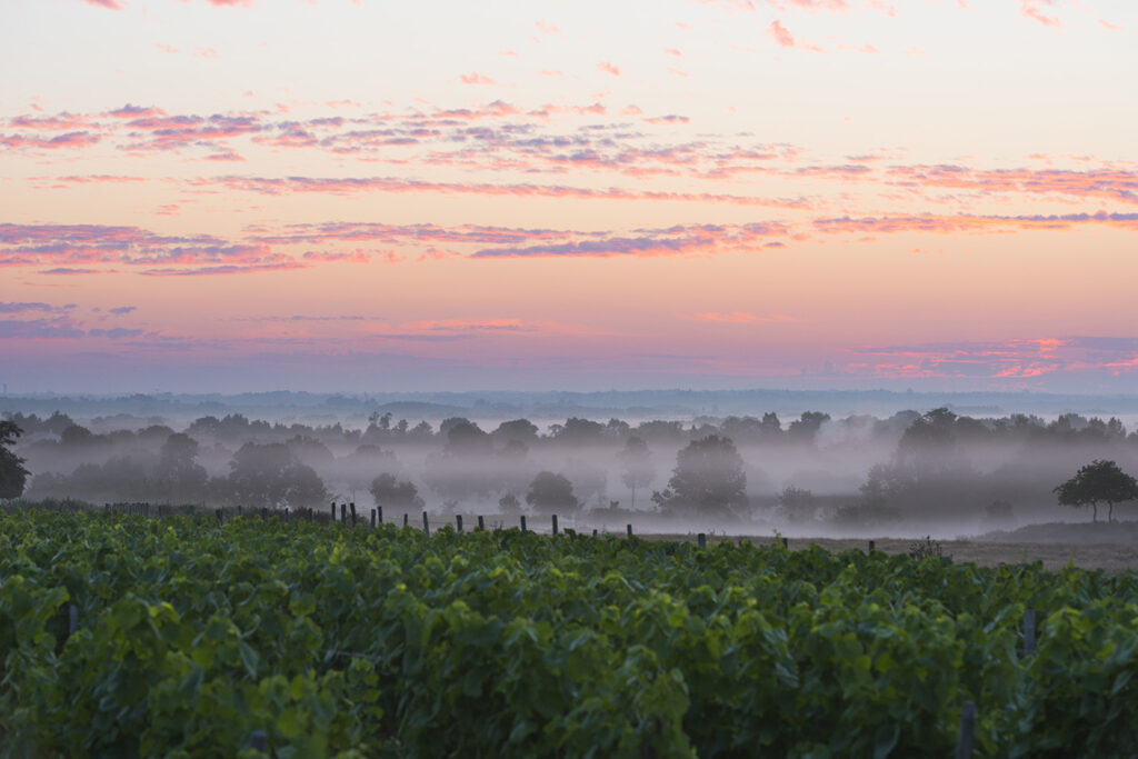Vignoble nantais