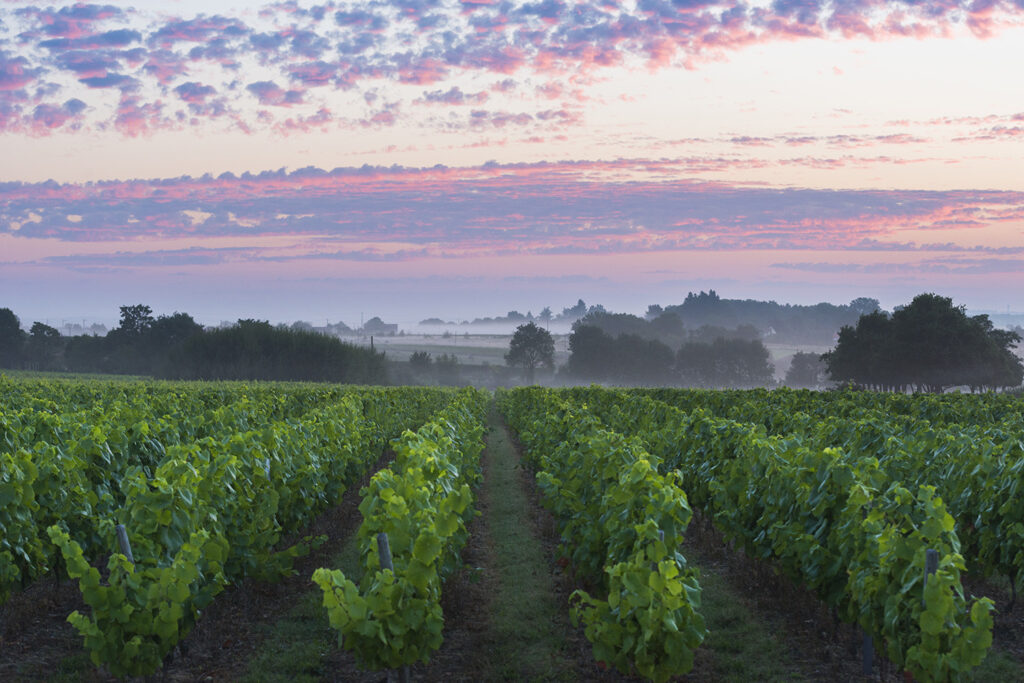 Vignoble nantais