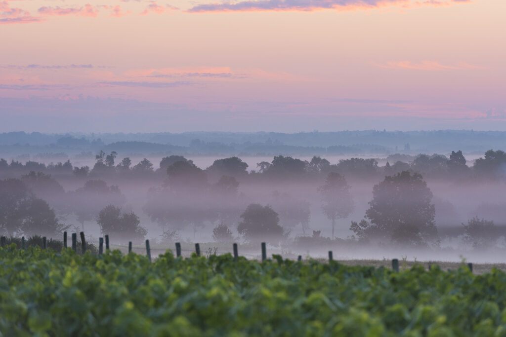 Vignoble nantais