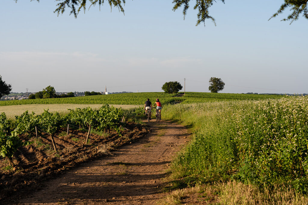 Vignoble Nantais