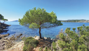 <p>Partez à la découverte de l’arrière-pays varois, à seulement 30 minutes de Cannes et de Saint-Tropez. Vous serez accueillis dans une bastide provençale nichée au cœur d’un parc arboré d ......</p><div class="more"><a href="https://ffvelo.fr/randonner-a-velo/ou-quand-pratiquer/sejours-et-voyages/sur-les-routes-du-var-2026/" target="_blank" title="SUR LES ROUTES DU VAR" >Lire la suite</a></div>